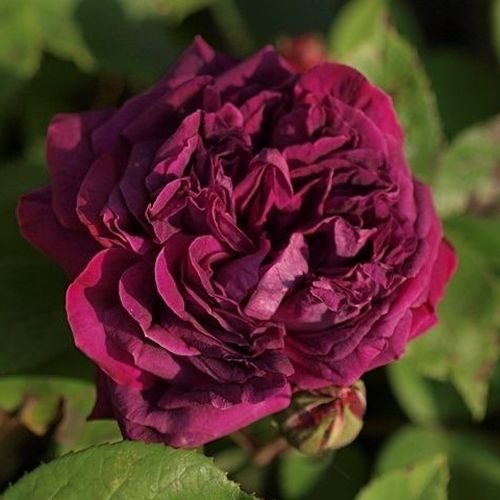 Rosales antiguos - damascena - Rosa - Arthur de Sansal® - 